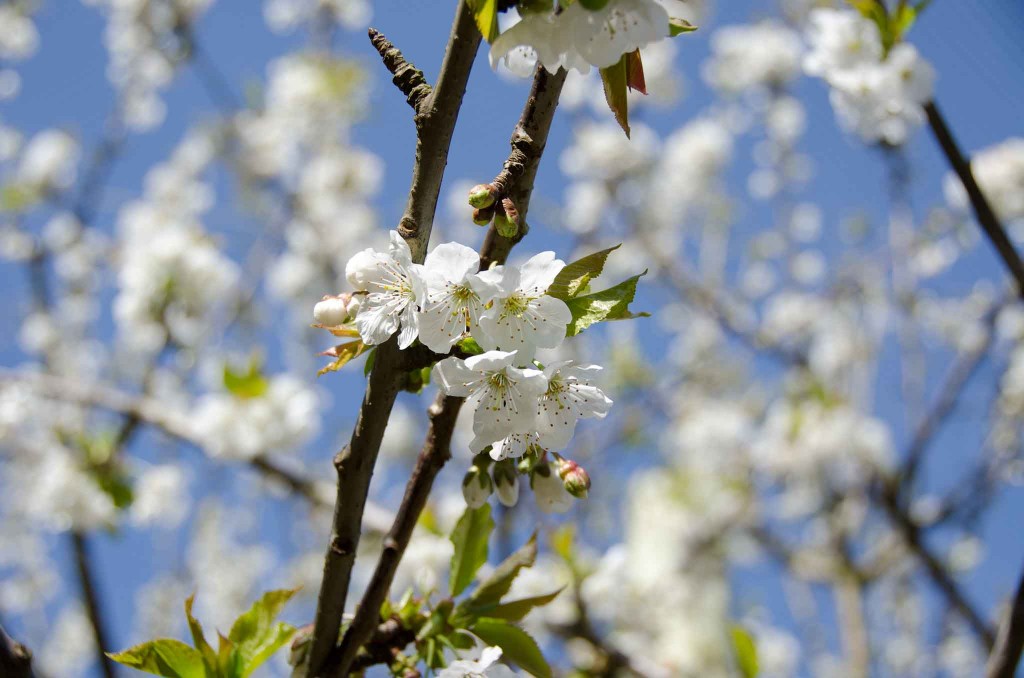 Ripe n Ready Cherry Farm in Red Hill, Mornington Peninsula