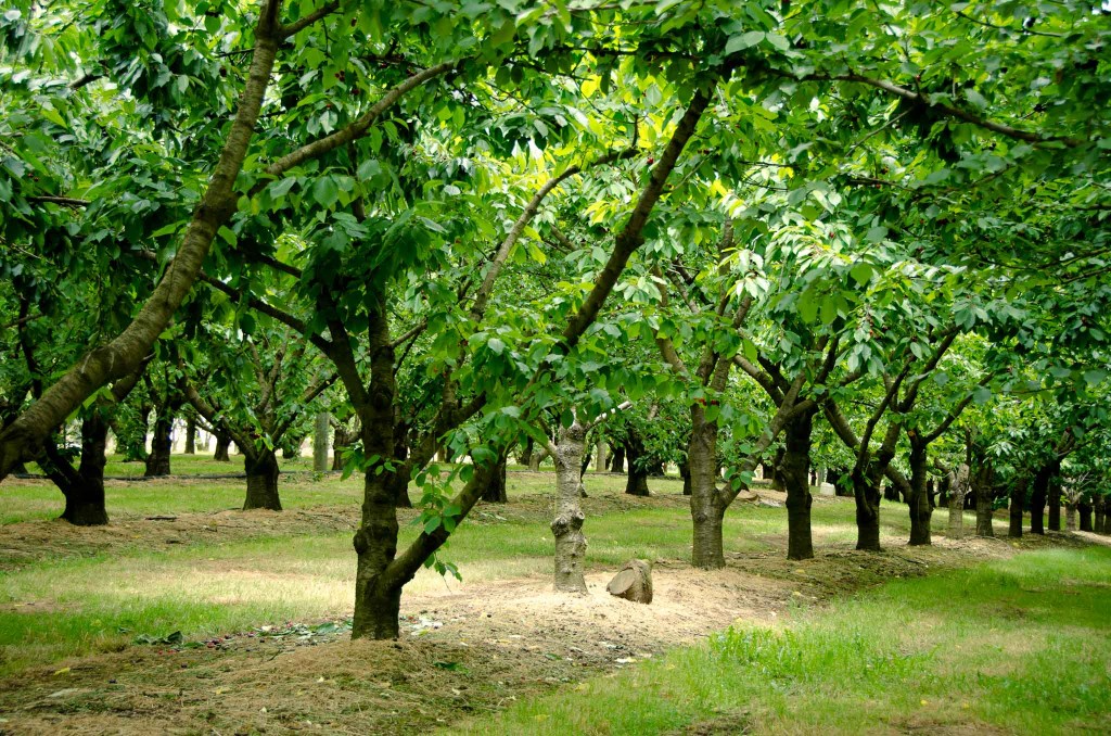 Ripe n Ready Cherry Farm in Red Hill, Mornington Peninsula