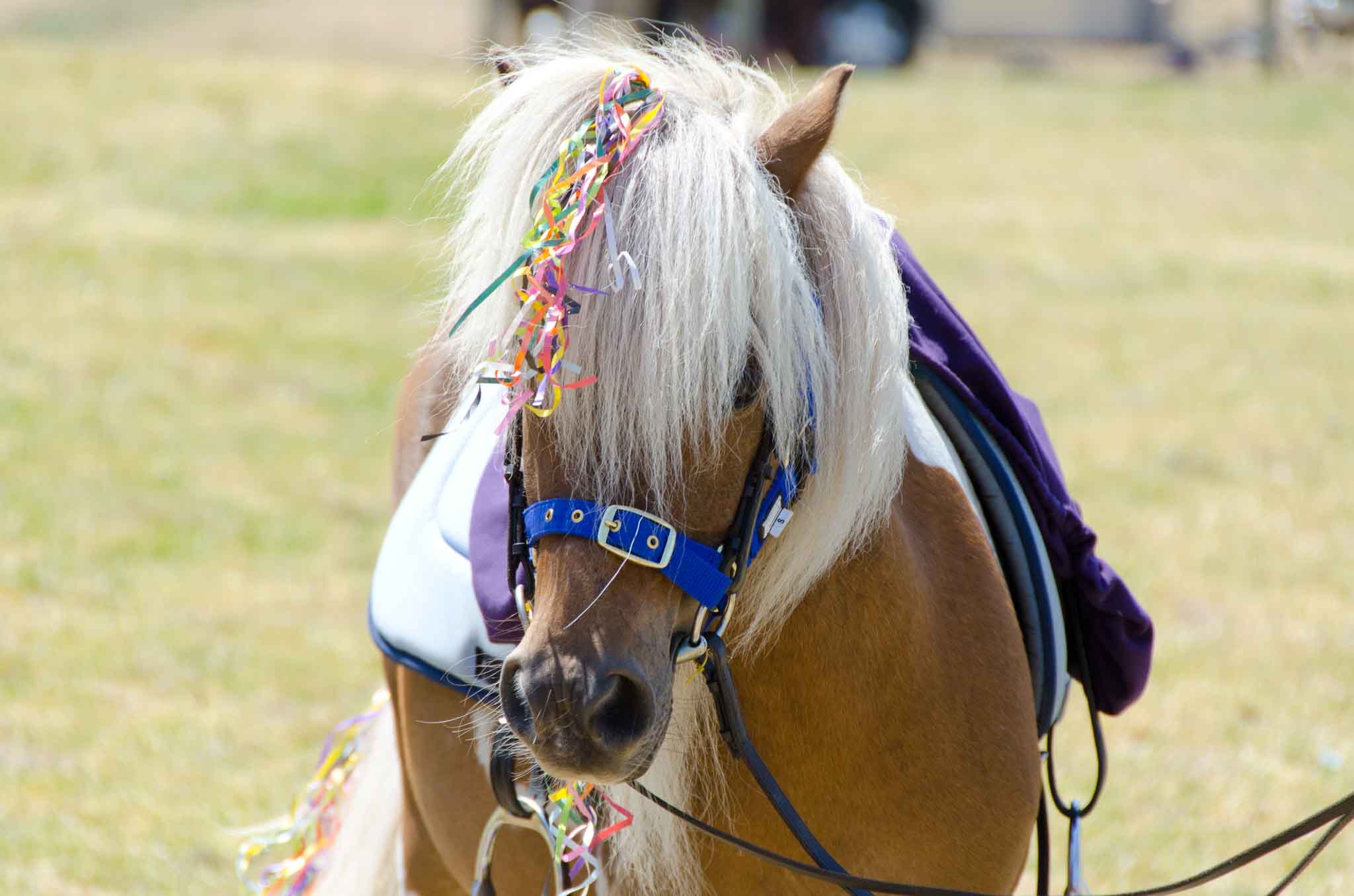 DSC_0068