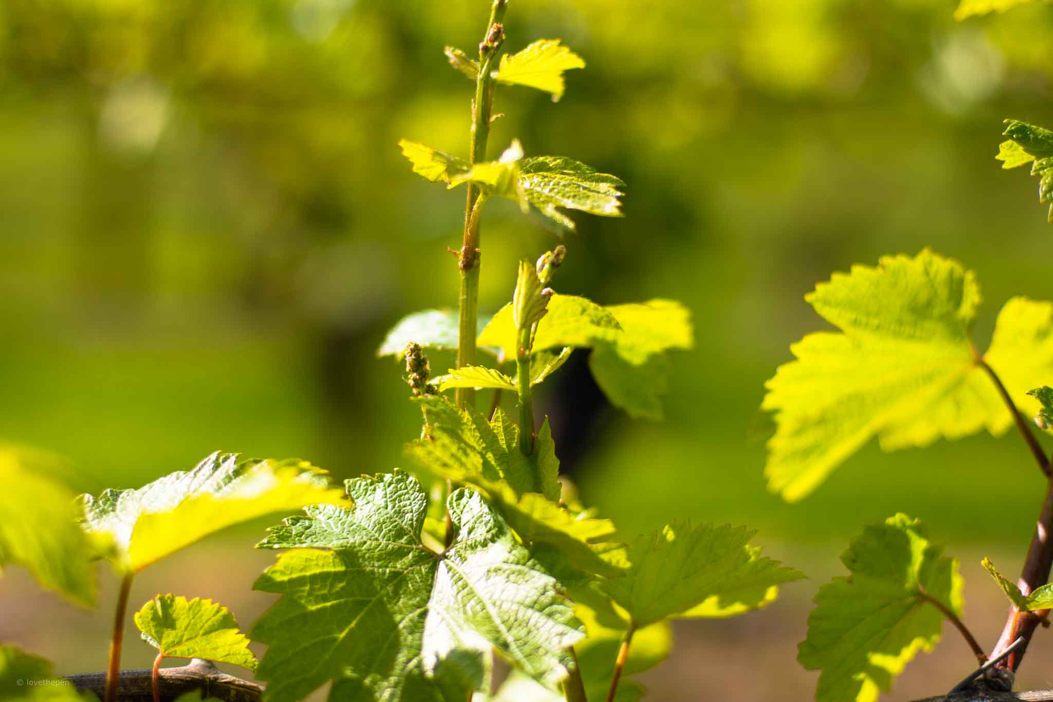 vine leaves