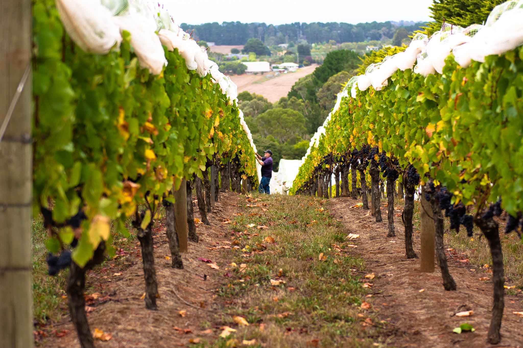 netted vines