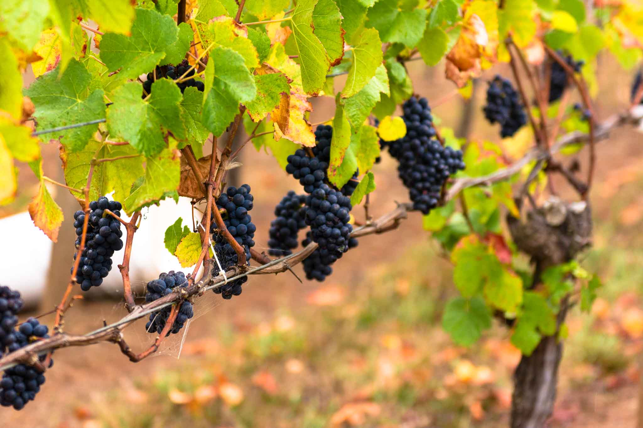 bunches of grapes