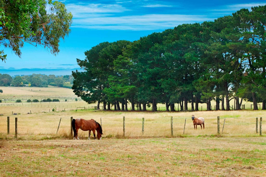 horses on property