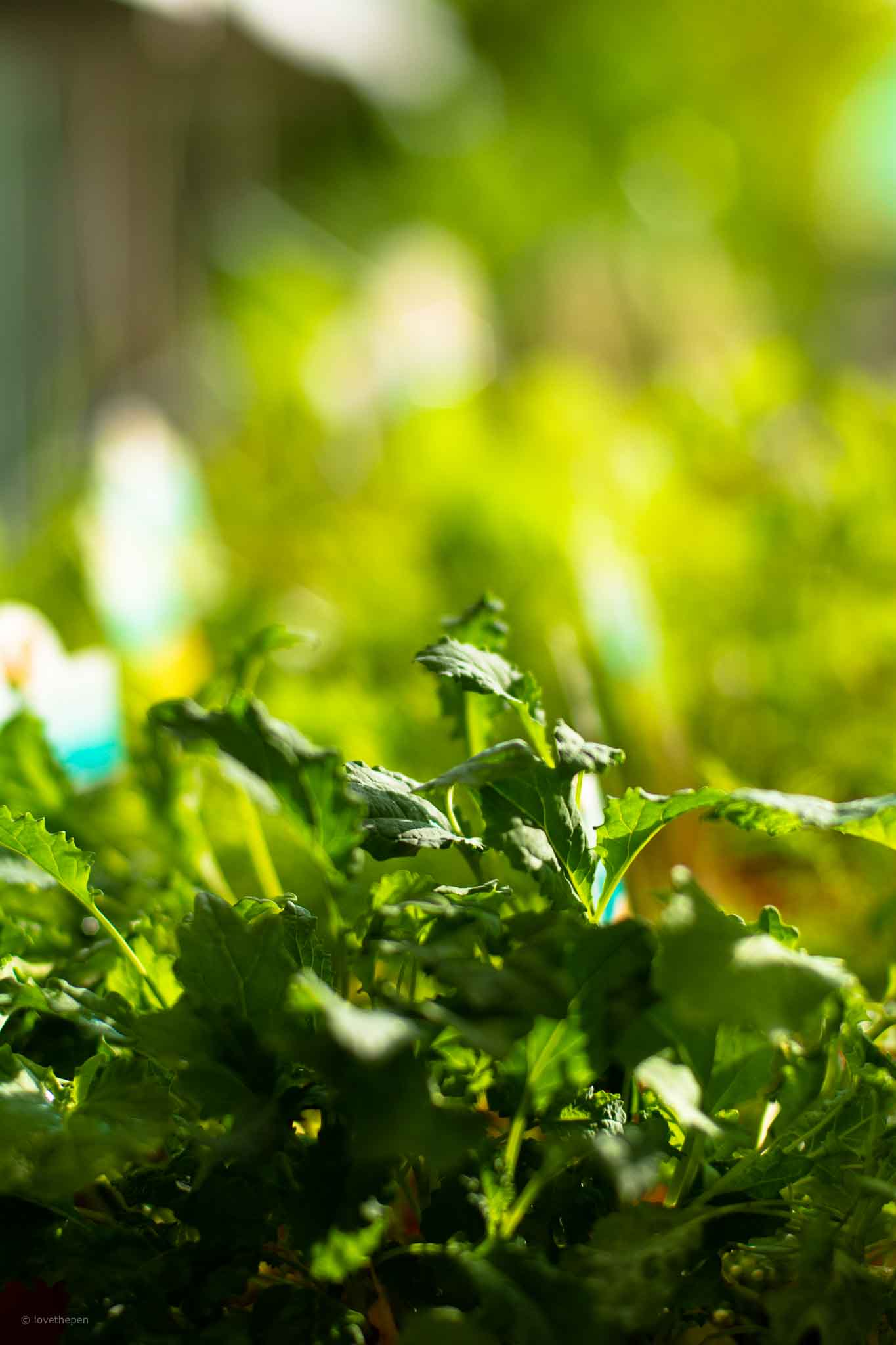 Diaco's Garden Nursery Love the Peninsula