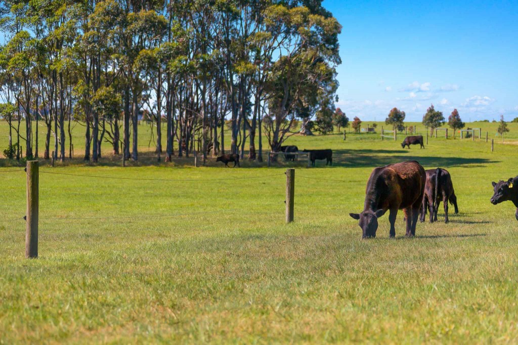 Cows on farm