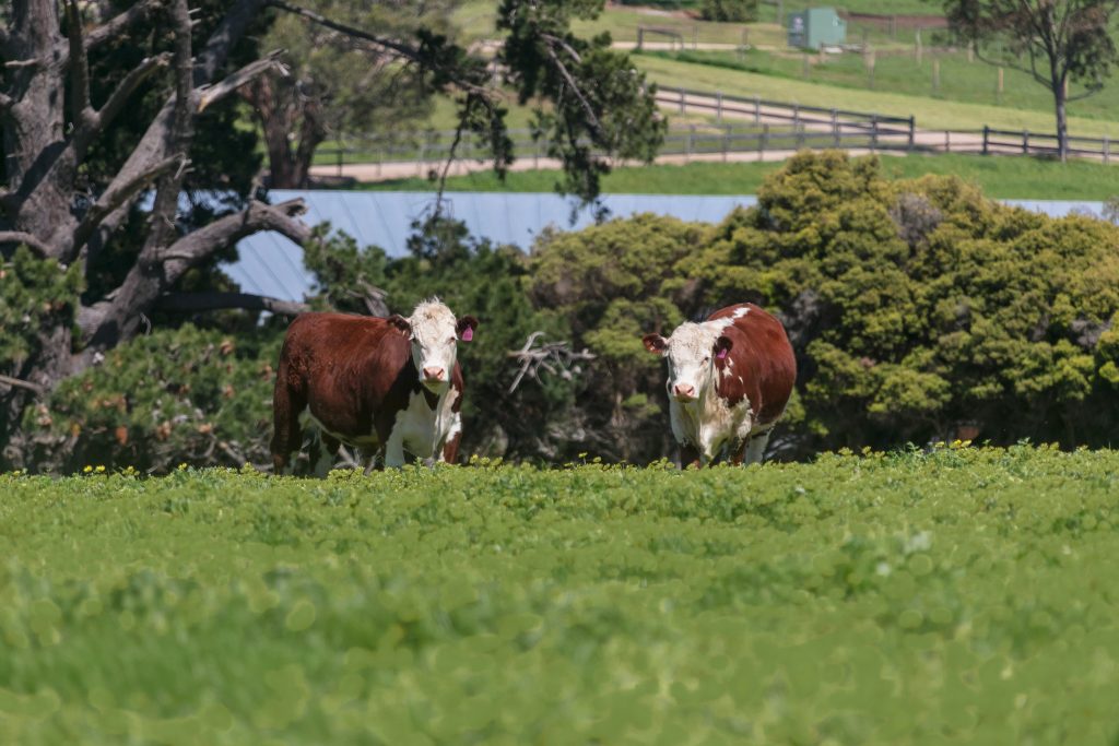 cattle on farm