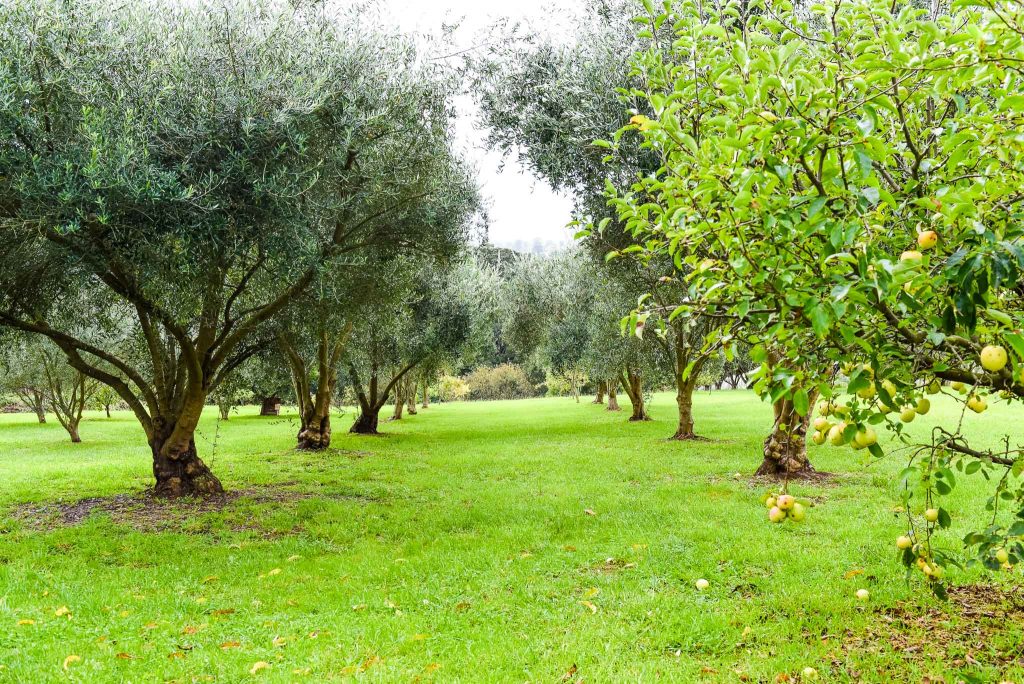 olive grove