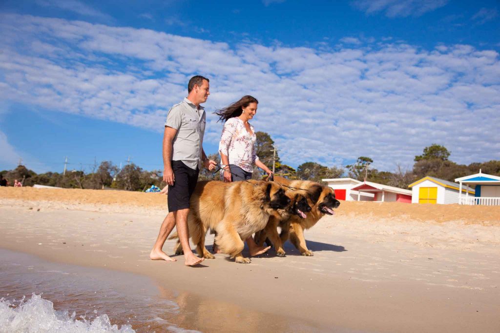 dogs on beach