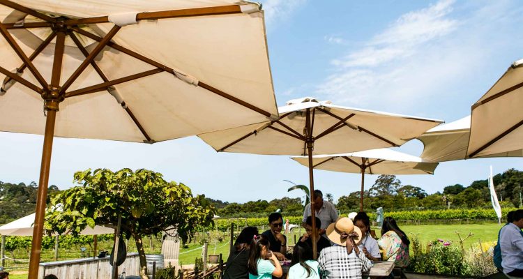 Montalto winery sales